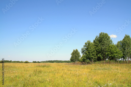 birch copse on autumn field