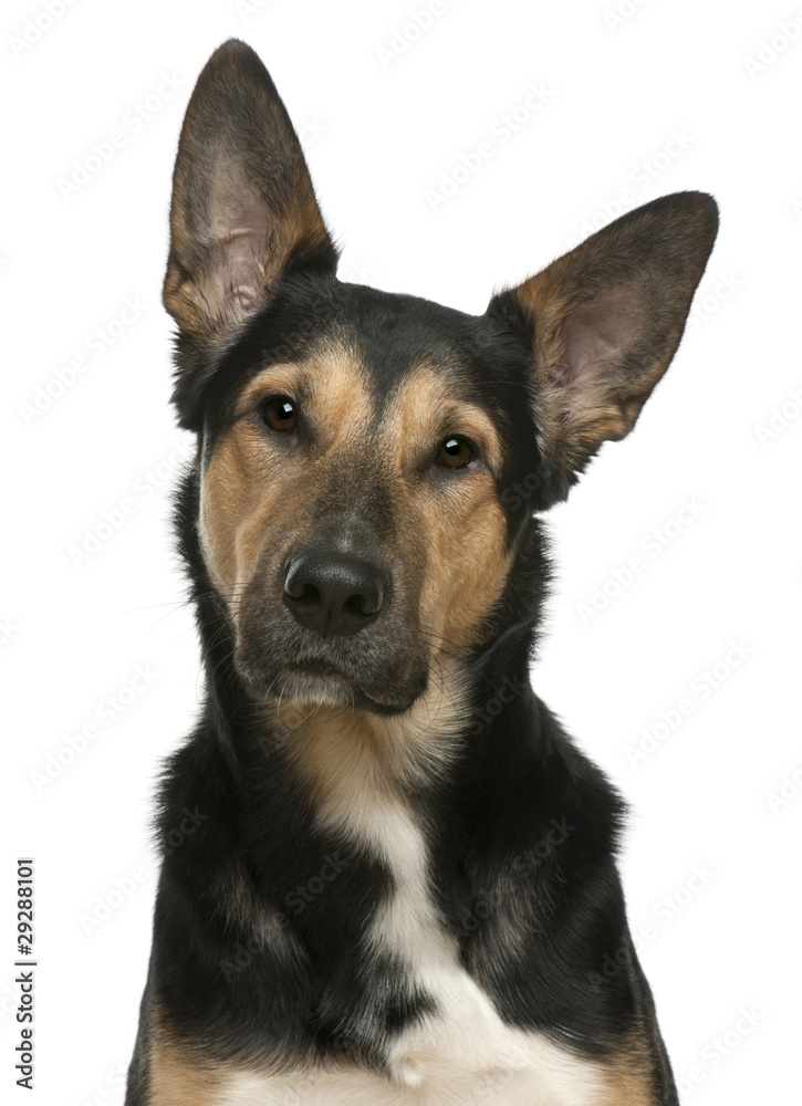 Mixed-breed dog, 2 years old, in front of white background Mixed-breed dog, 2 years old, in front of white background