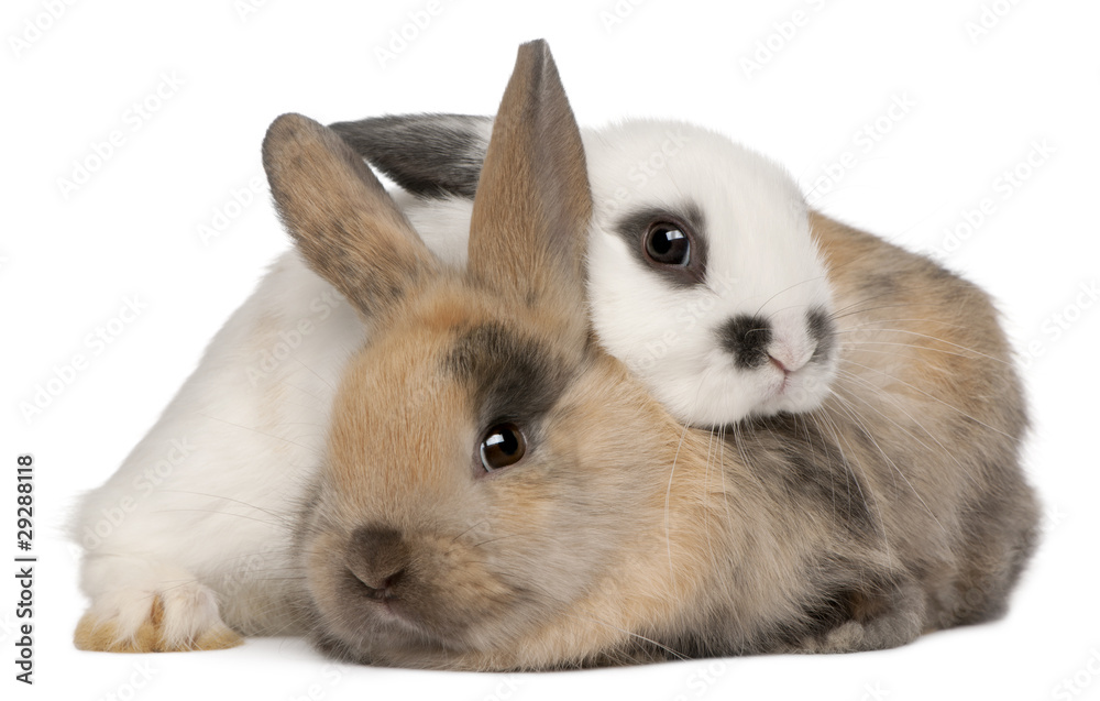 Two rabbits in front of white background Two rabbits in front of white background