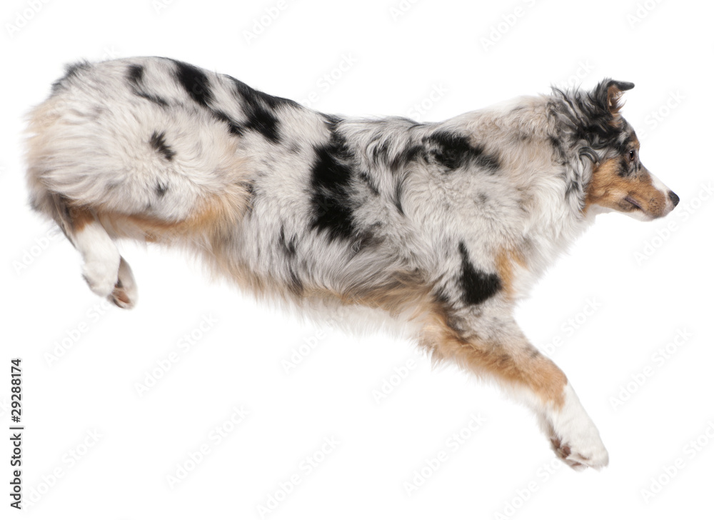 Australian Shepherd dog jumping, 7 months old Australian Shepherd dog jumping, 7 months old