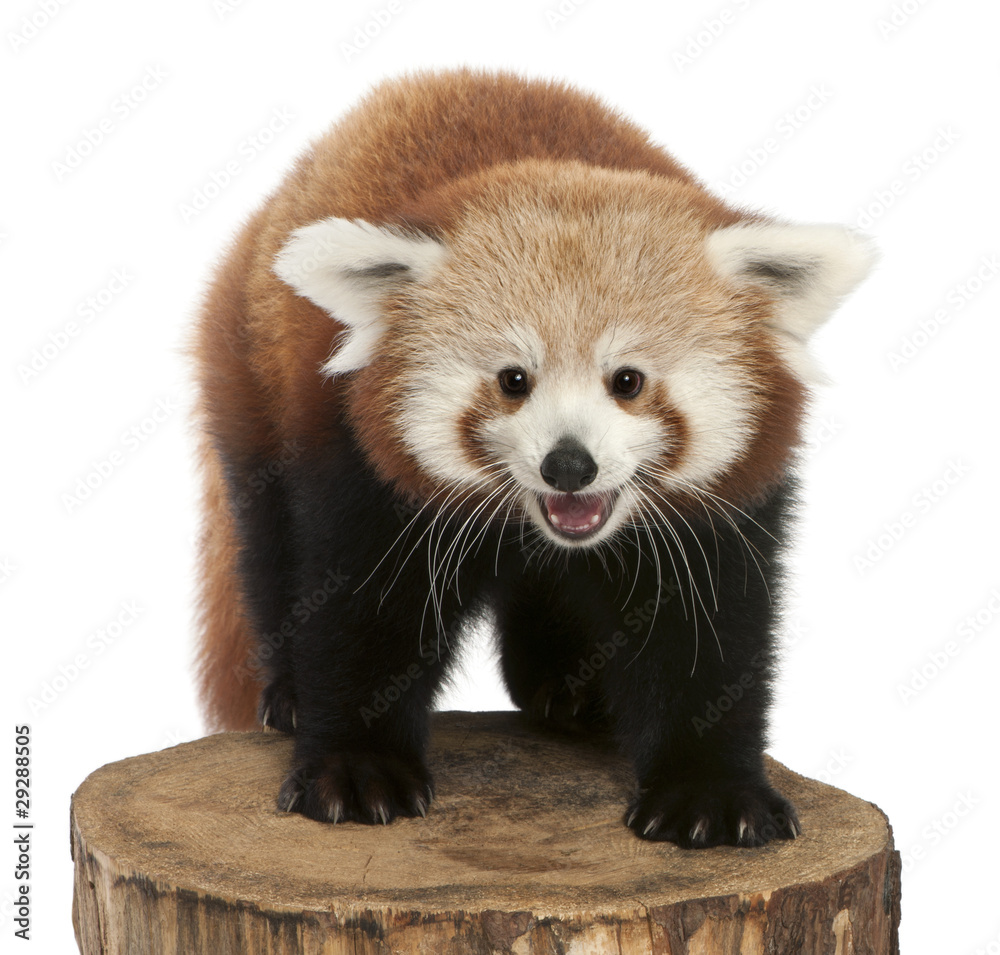 Obraz premium young Red panda or Shining cat, Ailurus fulgens, 7 months old