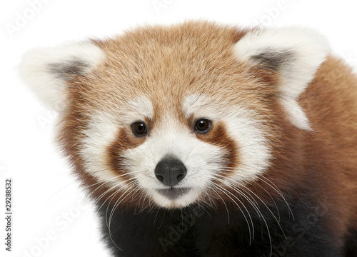 Fototapeta Naklejka Na Ścianę i Meble -  Close-up of Young Red panda or Shining cat, Ailurus fulgens