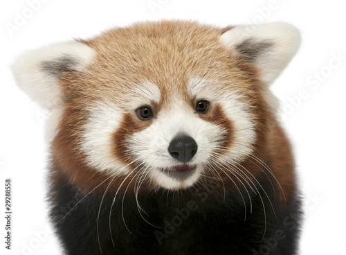 Fototapeta Naklejka Na Ścianę i Meble -  Close-up of Young Red panda or Shining cat, Ailurus fulgens