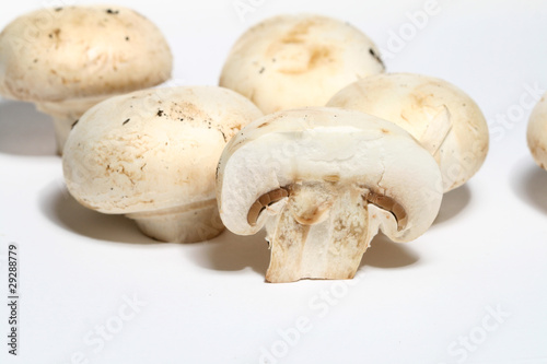 champignon