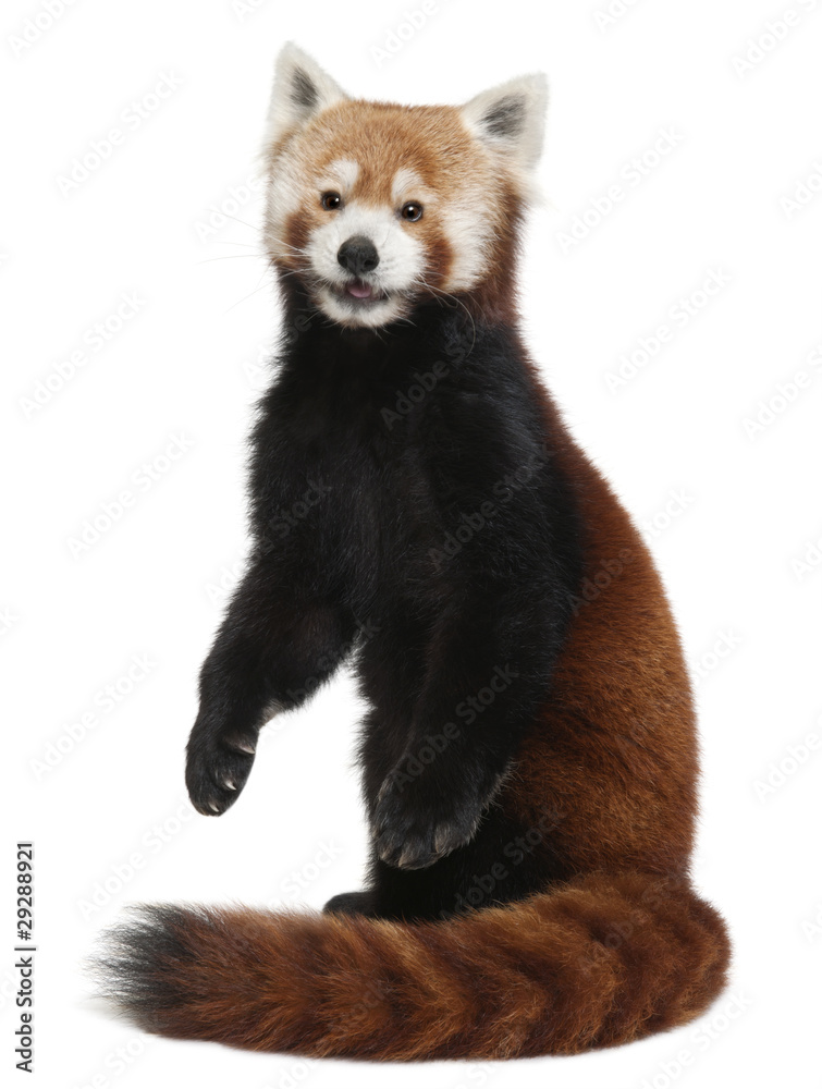 Obraz premium Old Red panda or Shining cat, Ailurus fulgens, 10 years old