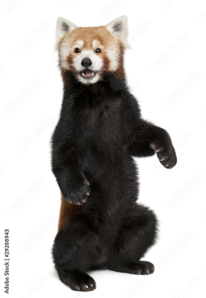 Old Red panda or Shining cat, Ailurus fulgens, 10 years old Old Red panda or Shining cat, Ailurus fulgens, 10 years old