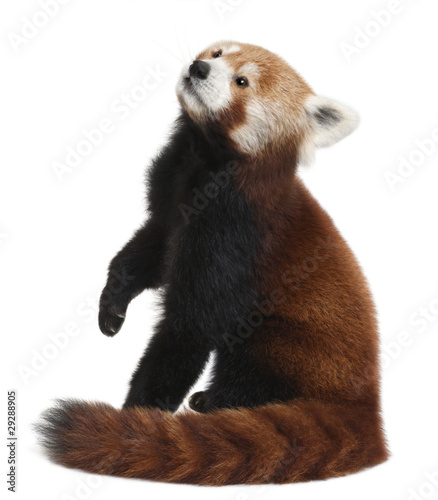 Принти на полотні Old Red panda or Shining cat, Ailurus fulgens, 10 years old