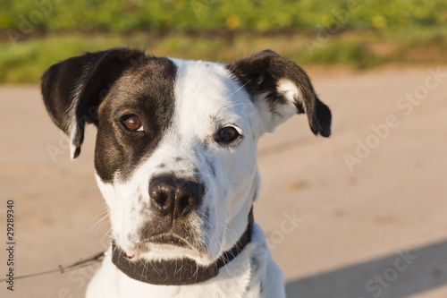 Fotografi doggie