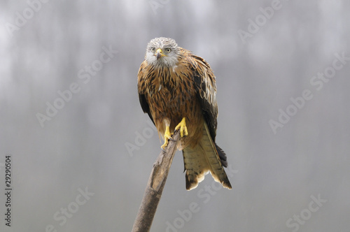 Red kite
