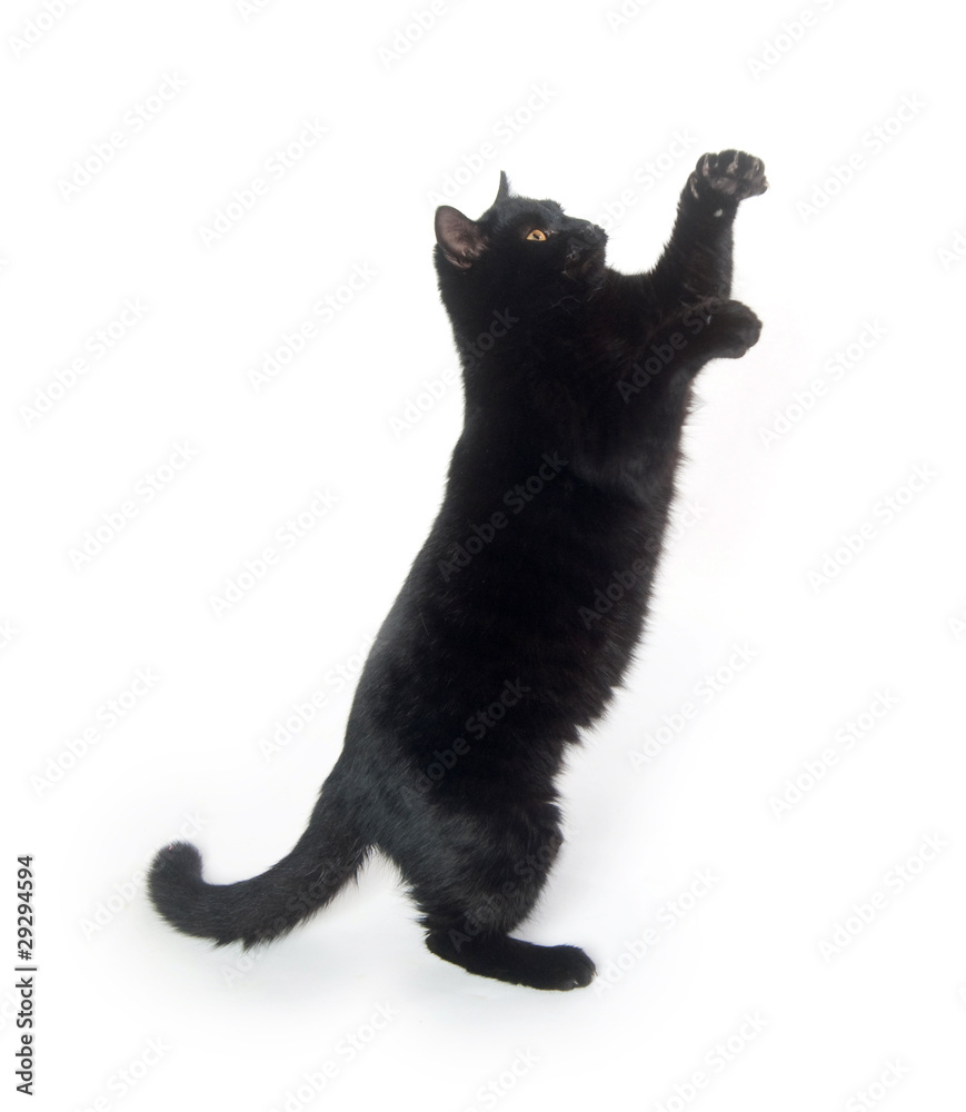 Black cat playing Stock Photo Adobe Stock