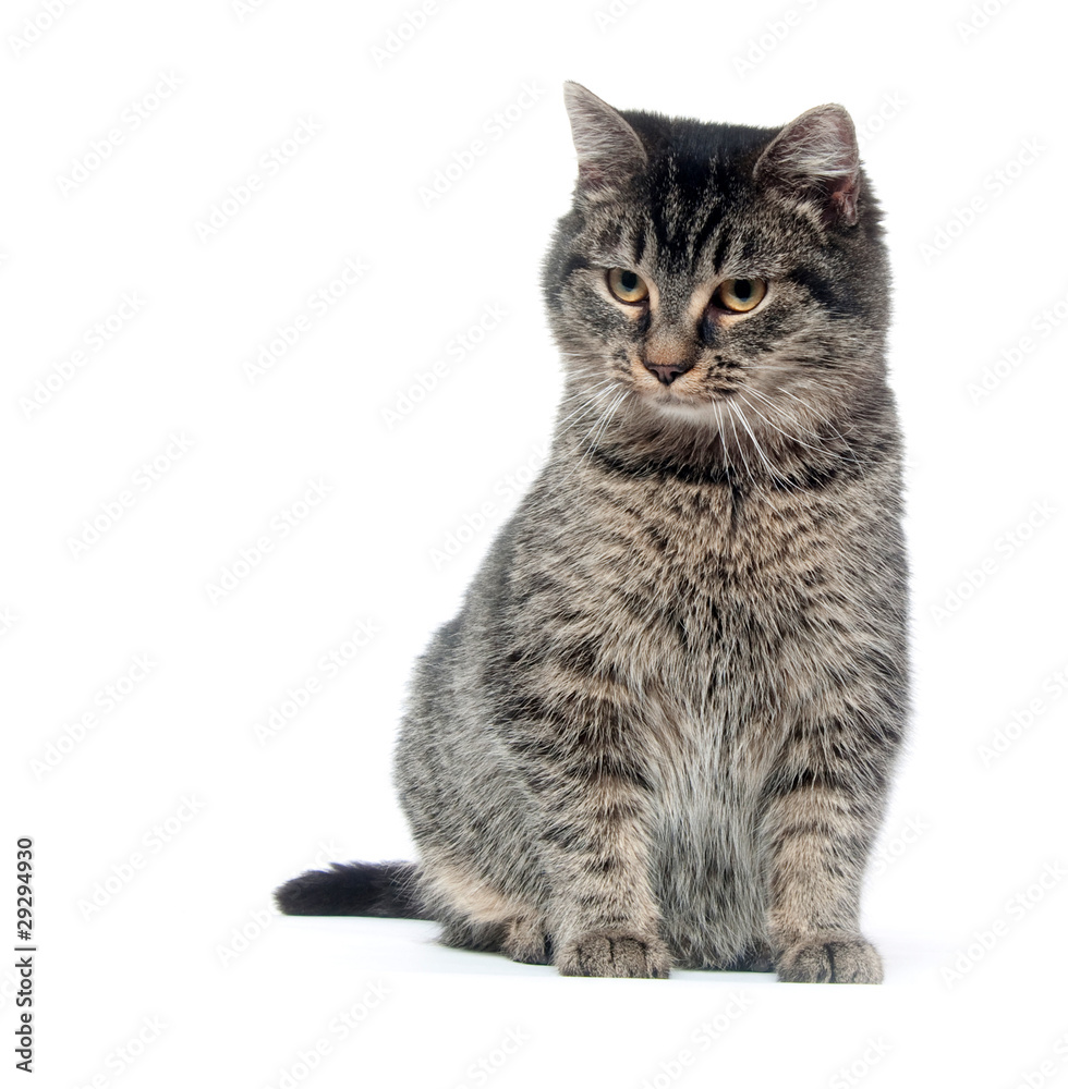 Fototapeta premium Tabby cat on white