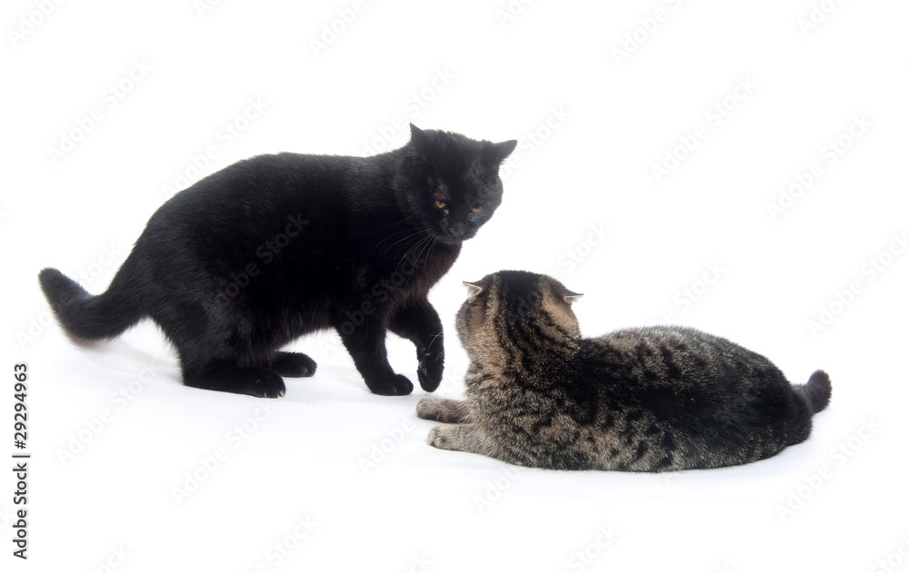Two cats playing and fighting