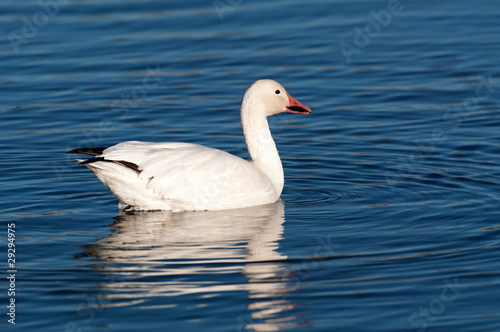 Snow goose in the water
