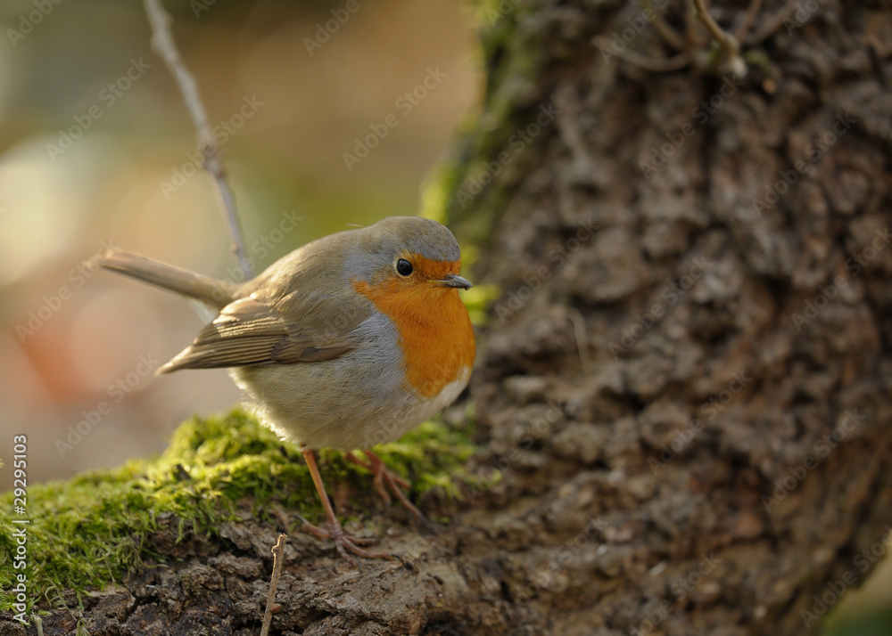 rouge-gorge rouge-gorge