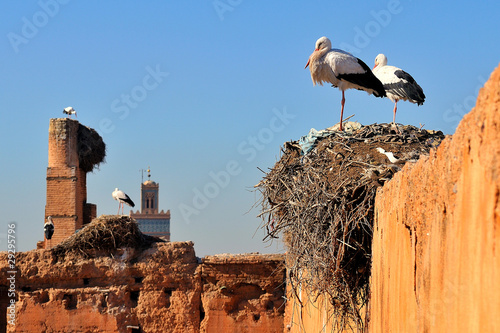 Cicogne su antiche rovine a Marrakech photo