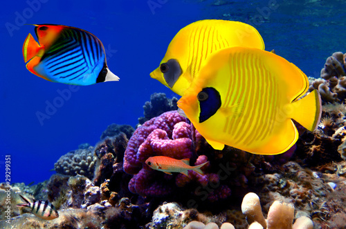 Underwater image of coral reef