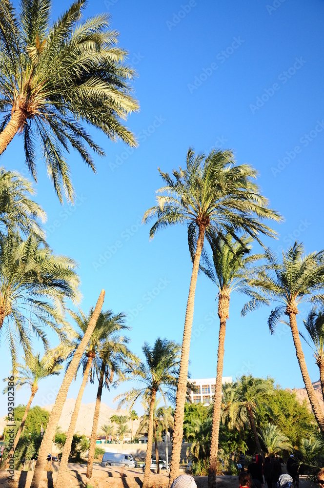 palm trees