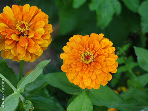Fotografi zinnia