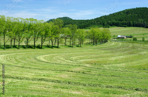 Rural view on fresh field