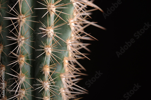 Tight close up of cactus