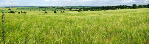 Panorama of green grain field