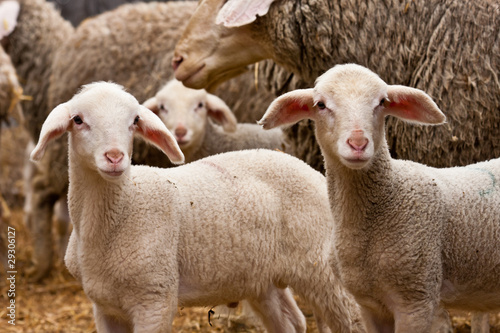 Lamm, lamb