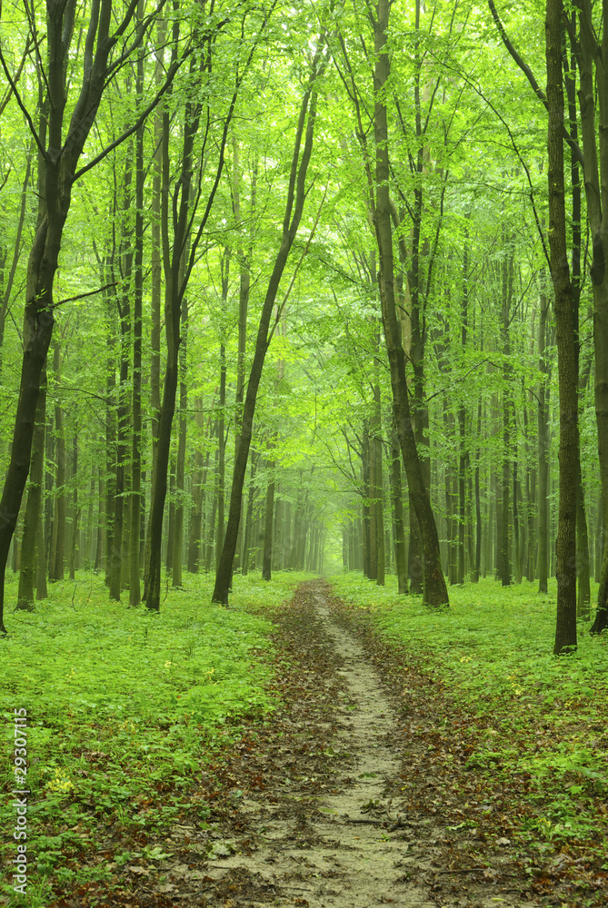 Fototapeta premium nature