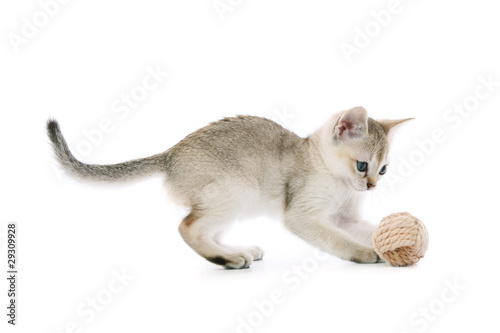 Singapura kitten playing with ball