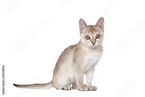 Singapura kitten