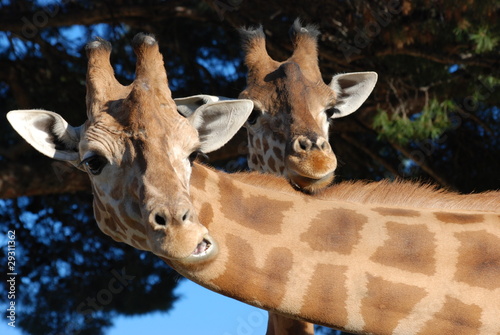 girafes photo