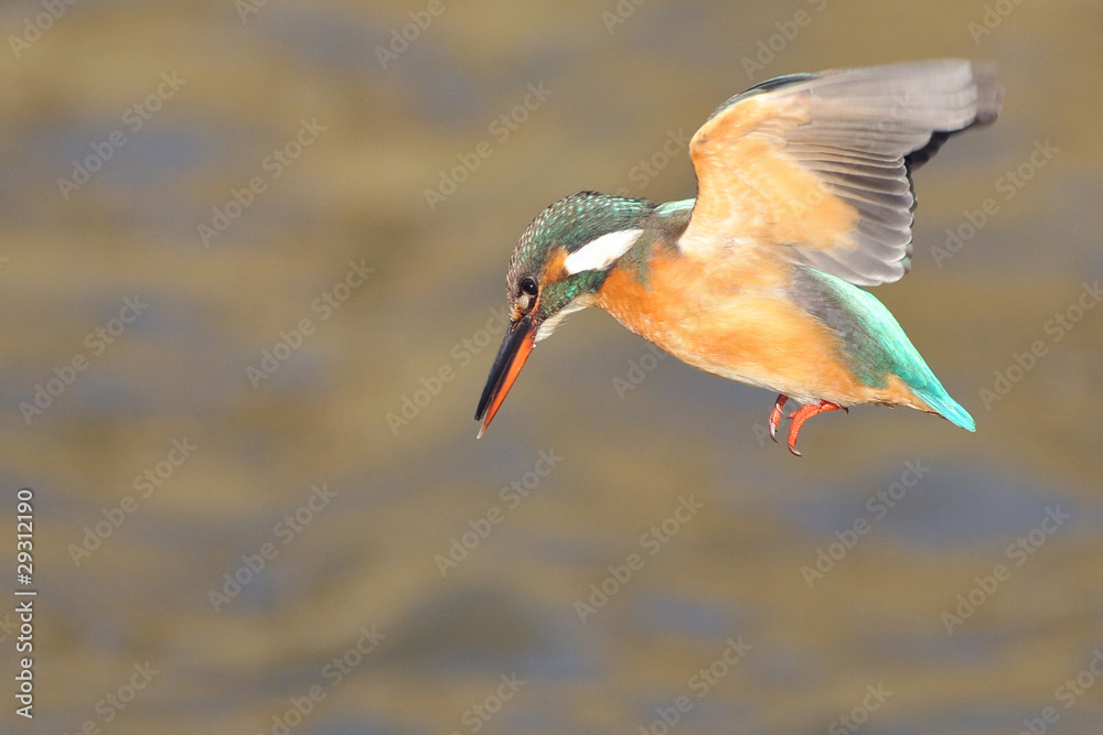 Obraz premium カワセミのホバリング