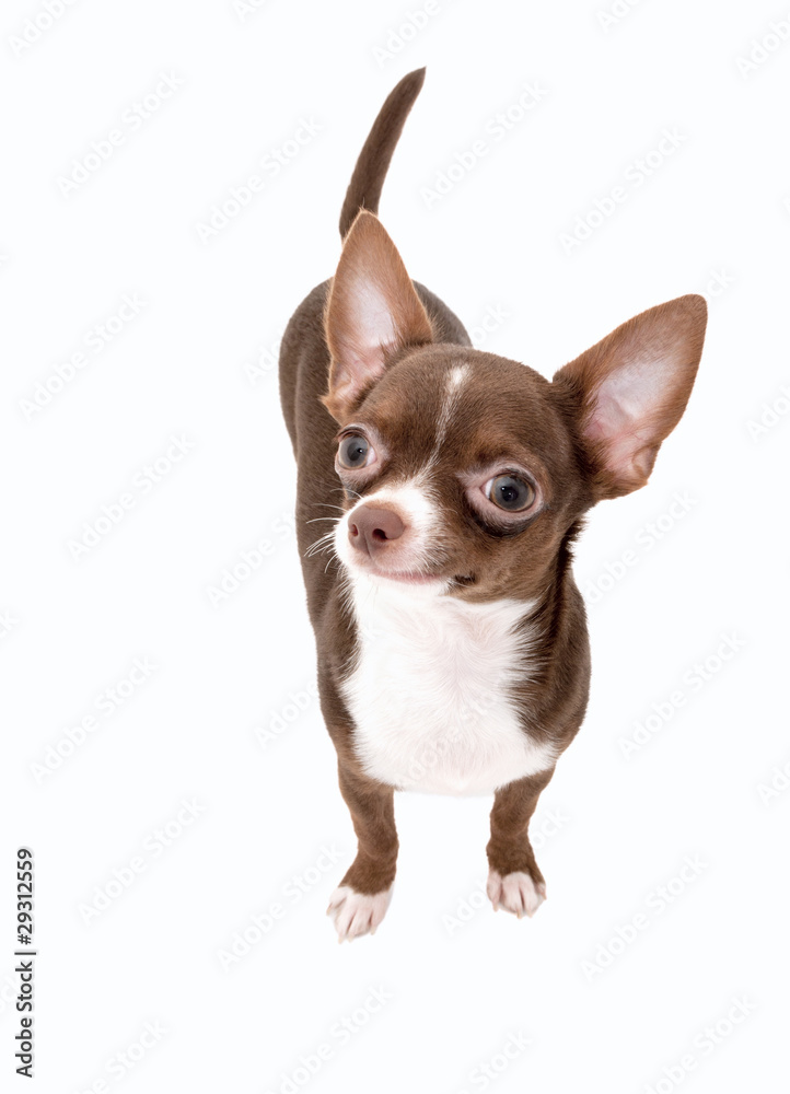 Chocolate brown with white Chihuahua portrait isolated