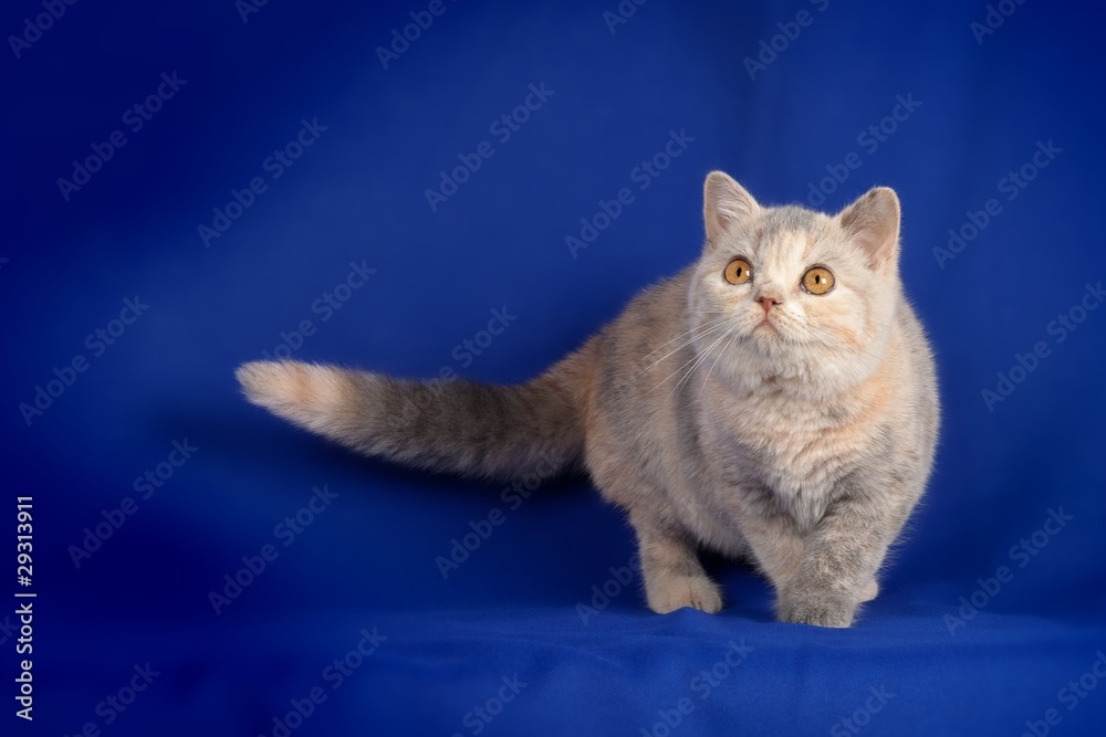 Fototapeta premium Beautiful kitten
