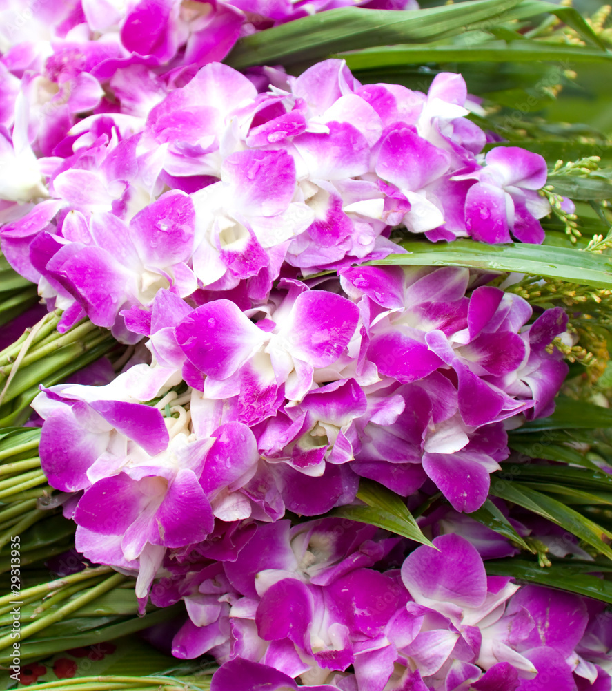 violet orchids violet orchids