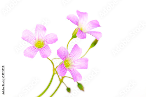 oxalis corniculata flowers