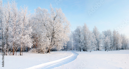 Panorama of the winter forest on a frosty day.