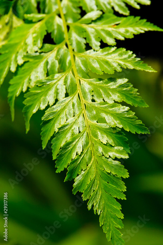 Fern leafs (ID: 29317386)