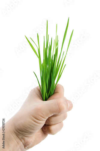 Green grass in the hand