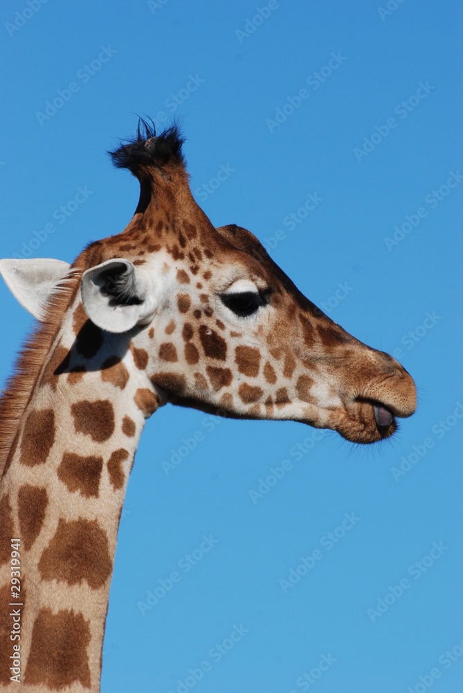 girafe girafe