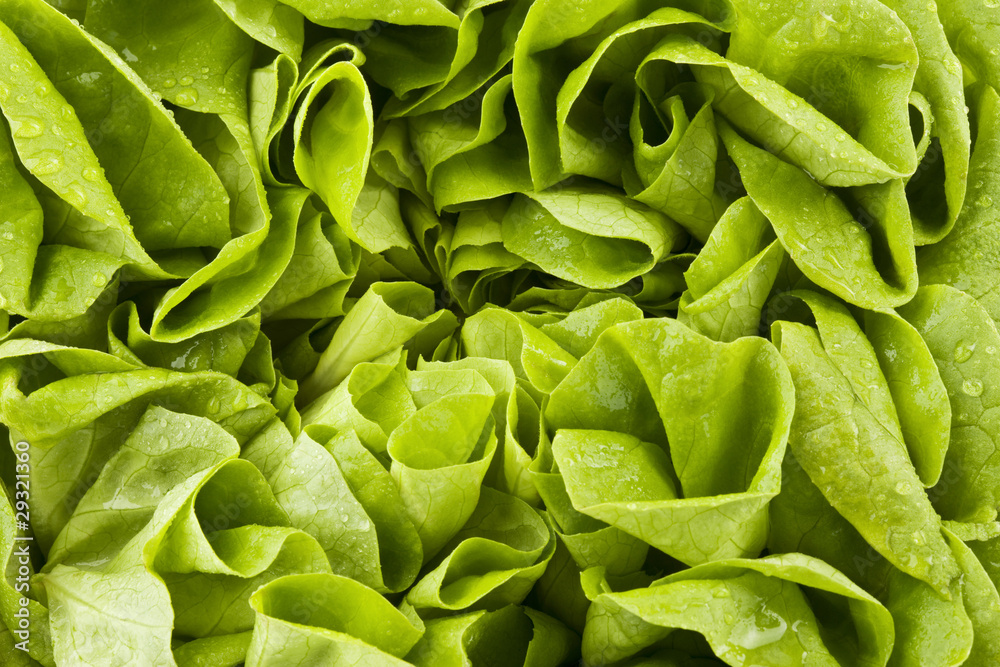 Kopfsalat Kopfsalat
