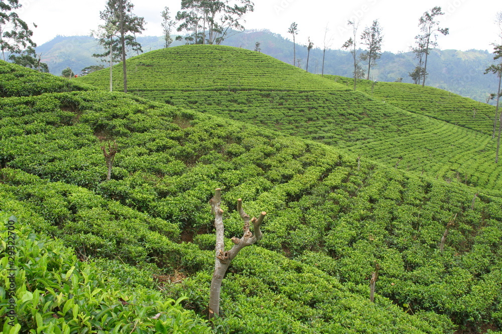 plantation de thé 2, Sri Lanka