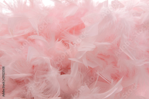 plumes roses sur fond blanc photo