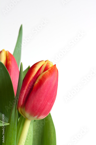 Tulpen