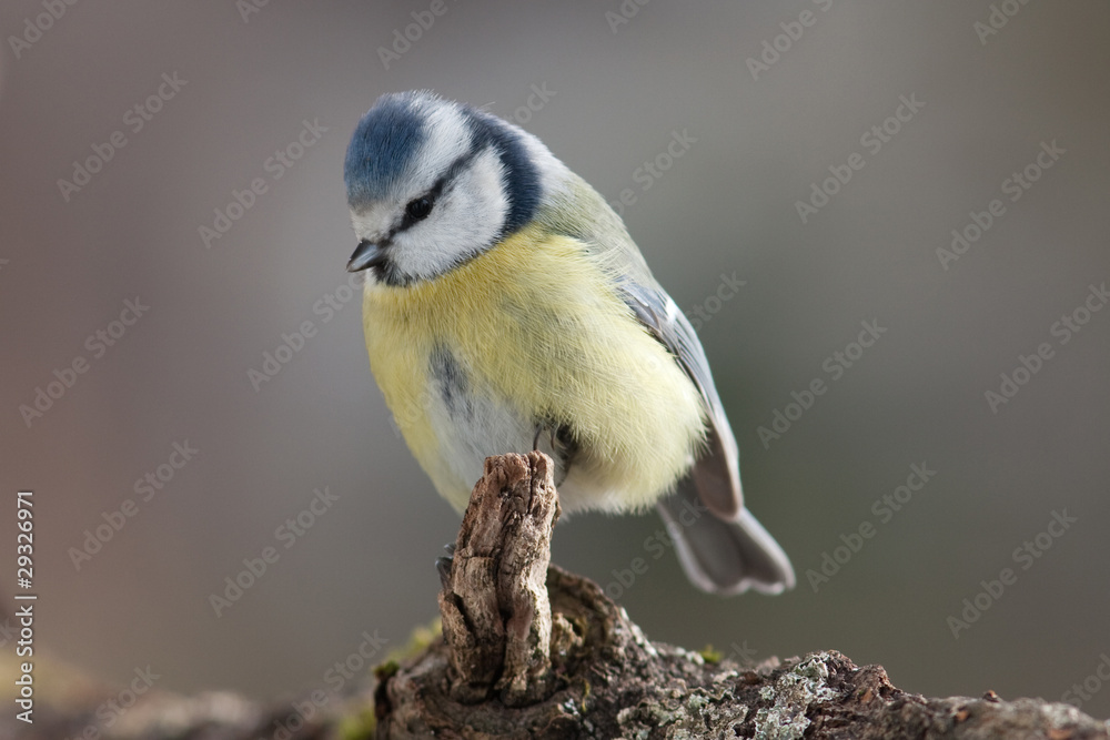Blaumeise Blaumeise