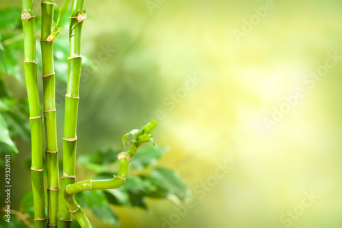 Fototapeta Naklejka Na Ścianę i Meble -  Green spa background - bamboo