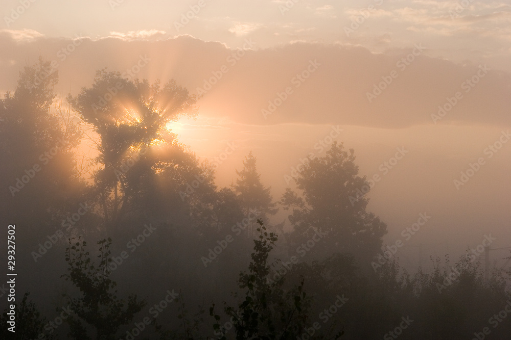 Naklejka premium Foggy morning in the forest