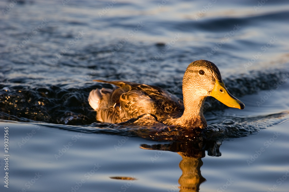 Fototapeta premium Wild duck in the lake