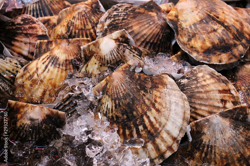 Frozen shells on a market