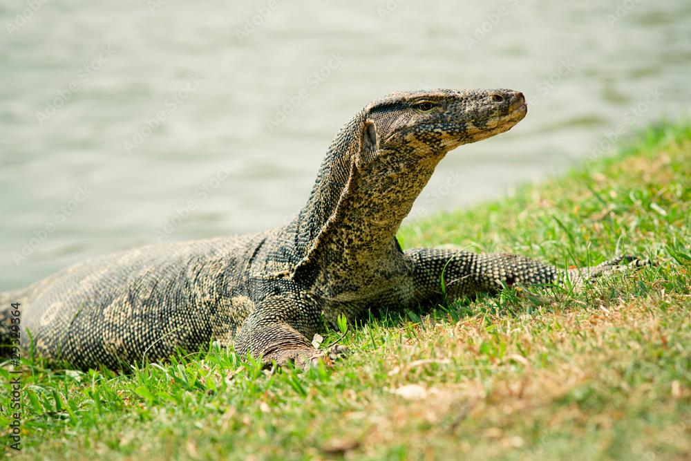 Obraz premium Monitor lizard