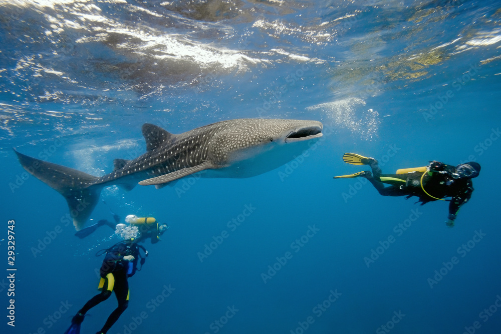 Naklejka premium Whale shark and divers